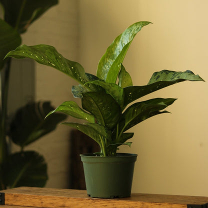  Dieffenbachia Maculata ‘White Etna’