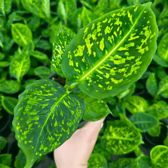  Dieffenbachia ‘Reflector’ – Reflector Dumb Cane