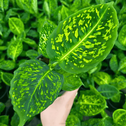  Dieffenbachia ‘Reflector’ – Reflector Dumb Cane