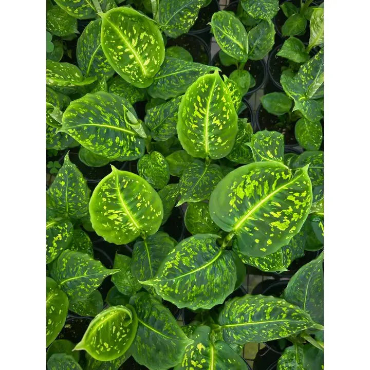  Dieffenbachia ‘Reflector’ – Reflector Dumb Cane
