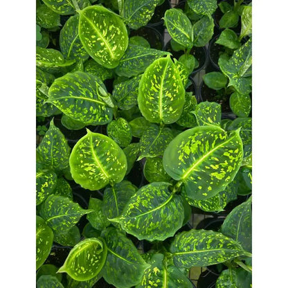  Dieffenbachia ‘Reflector’ – Reflector Dumb Cane