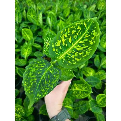  Dieffenbachia ‘Reflector’ – Reflector Dumb Cane