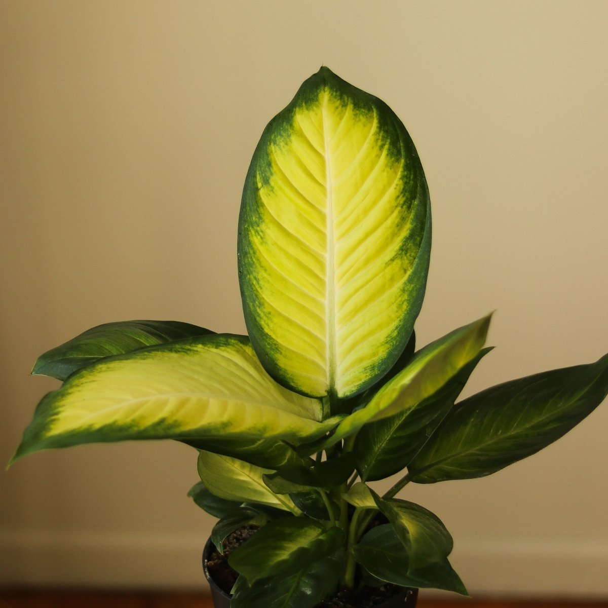  Dieffenbachia - ‘Tropic Marianne’