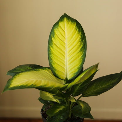  Dieffenbachia - ‘Tropic Marianne’