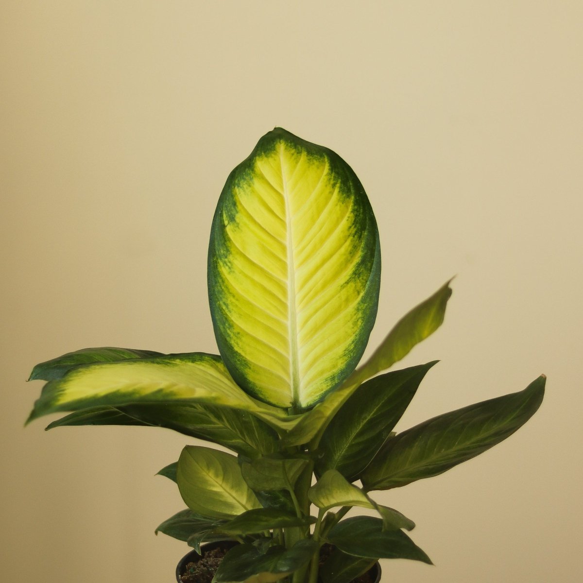  Dieffenbachia - ‘Tropic Marianne’