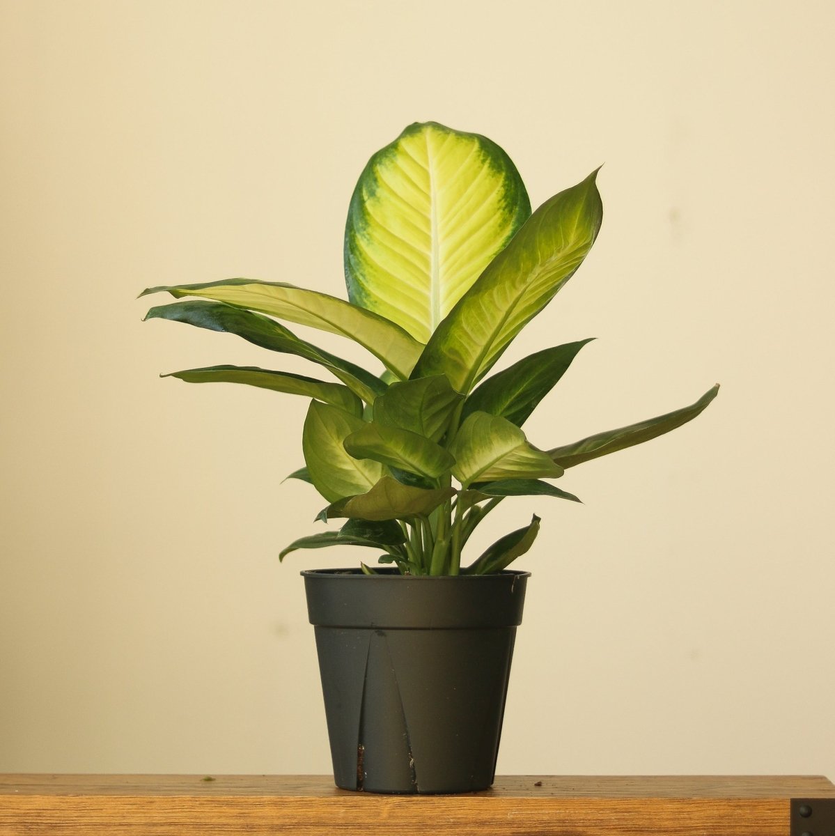  Dieffenbachia - ‘Tropic Marianne’