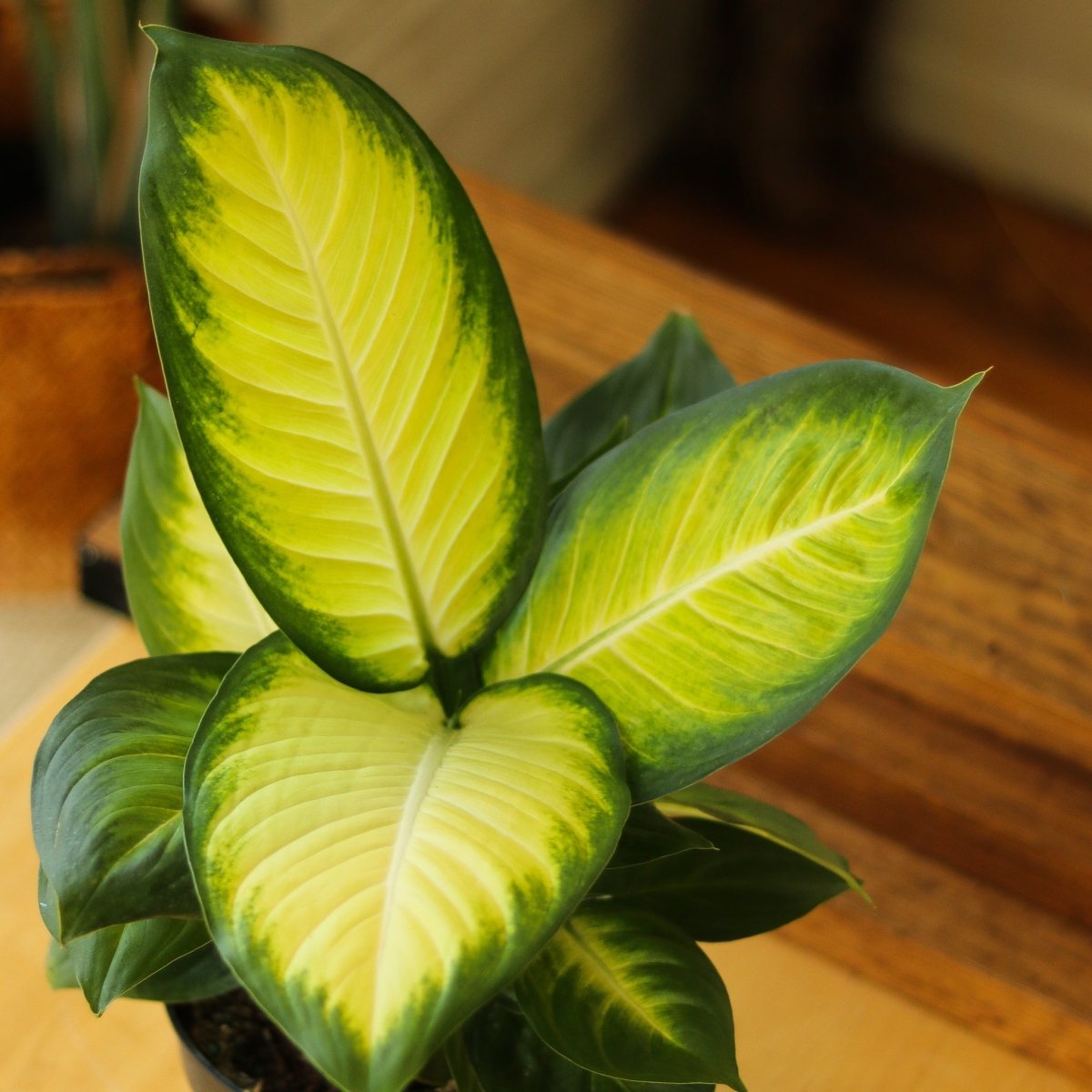  Dieffenbachia - ‘Tropic Marianne’