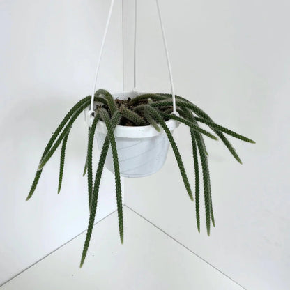  Disocactus Flagelliformis - Rattail Cactus- Hanging Basket