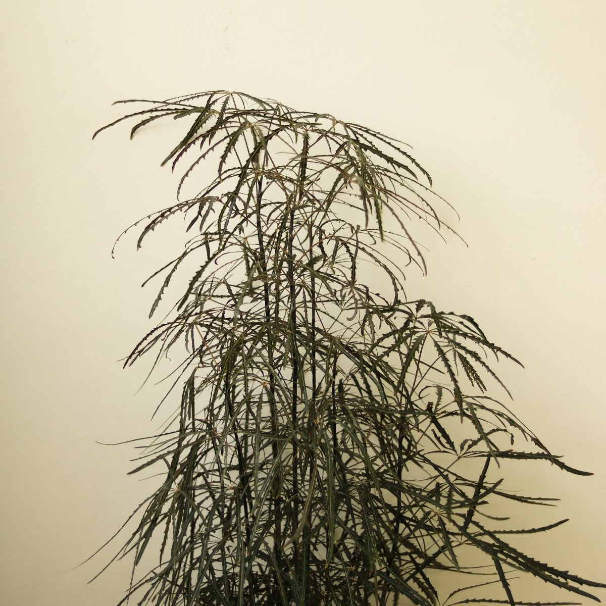 Dizygotheca Elegantissima 'False Aralia' Floor Plant
