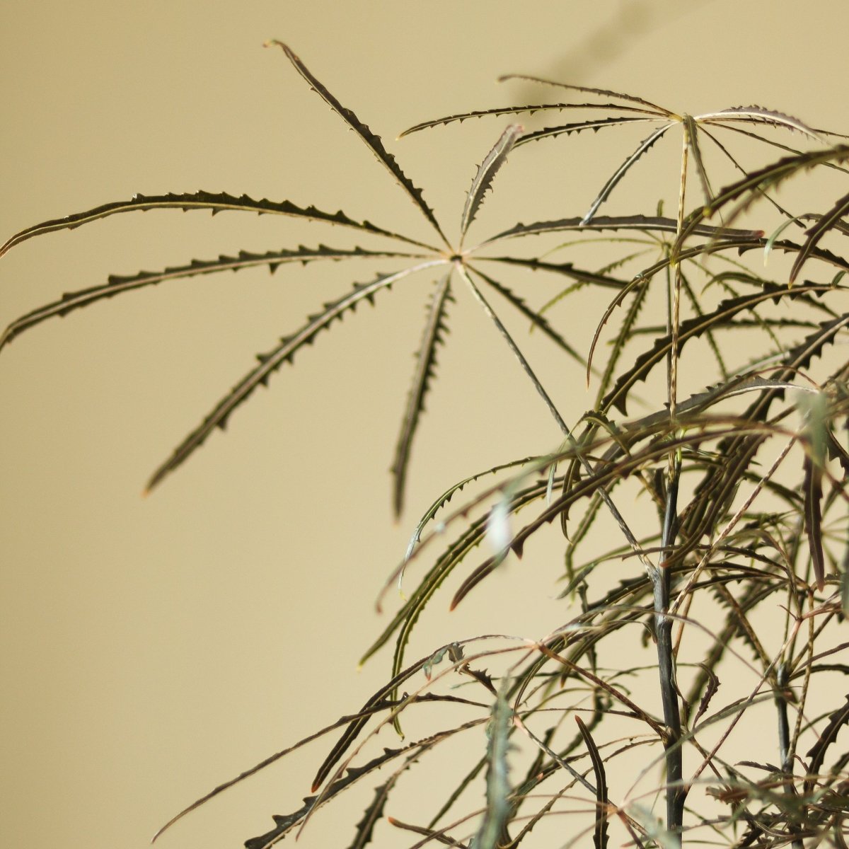  Dizygotheca Elegantissima 'False Aralia' Floor Plant