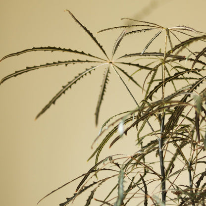  Dizygotheca Elegantissima 'False Aralia' Floor Plant
