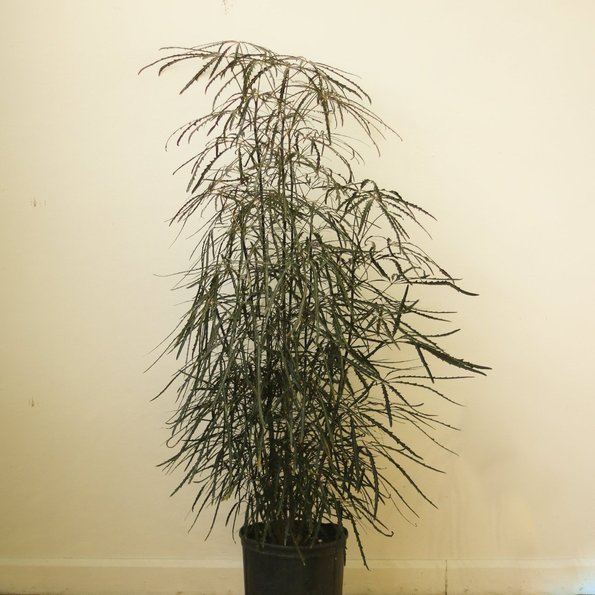  Dizygotheca Elegantissima 'False Aralia' Floor Plant