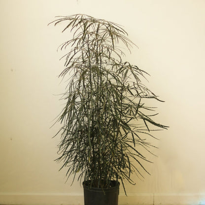  Dizygotheca Elegantissima 'False Aralia' Floor Plant