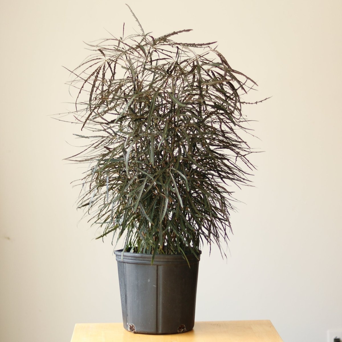  Dizygotheca Elegantissima 'False Aralia' Floor Plant