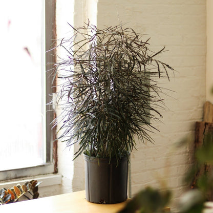  Dizygotheca Elegantissima 'False Aralia' Floor Plant