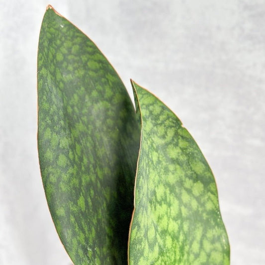  Dracaena Masoniana 'Whale Fin Snake Plant'