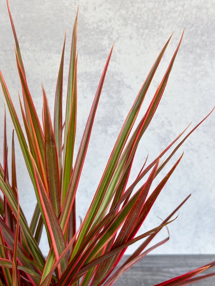  Dracena Marginata 'Colorama'