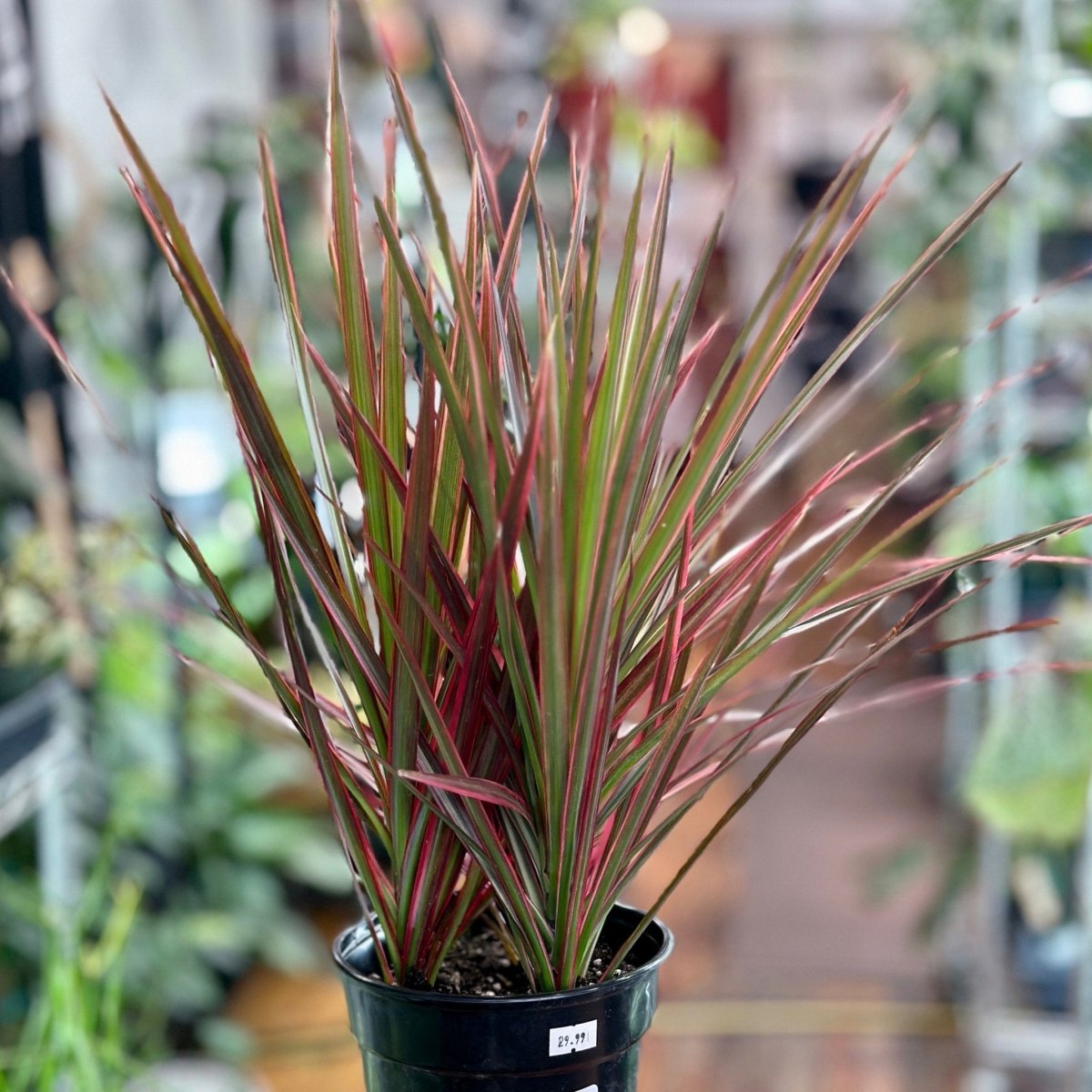  Dracena Marginata 'Colorama'
