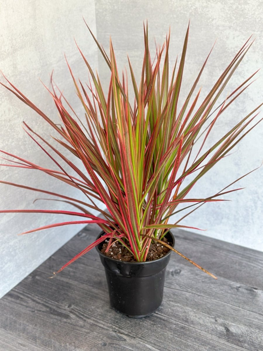  Dracena Marginata 'Colorama'