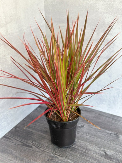  Dracena Marginata 'Colorama'