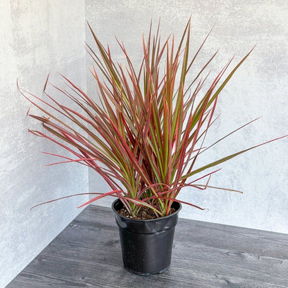  Dracena Marginata 'Colorama'