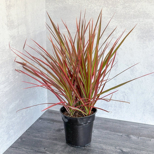  Dracena Marginata 'Colorama'