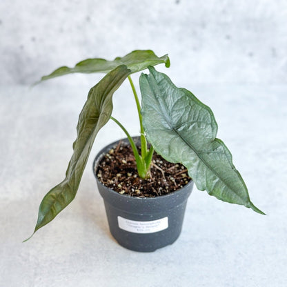  Dragon’s Breath Alocasia | Striking Silvery Foliage