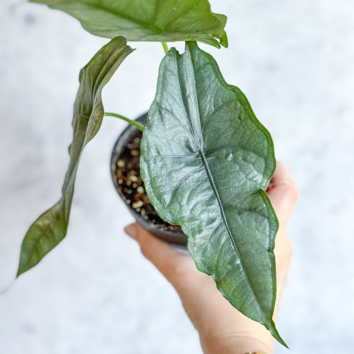  Dragon’s Breath Alocasia | Striking Silvery Foliage