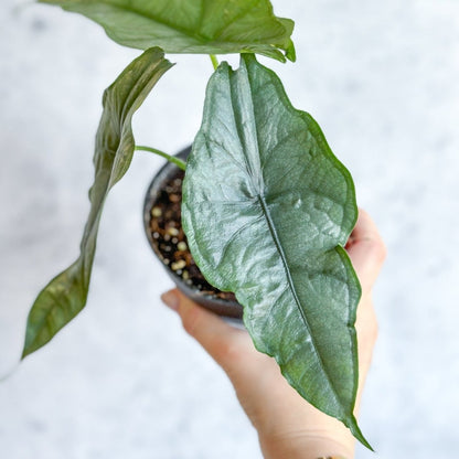  Dragon’s Breath Alocasia | Striking Silvery Foliage