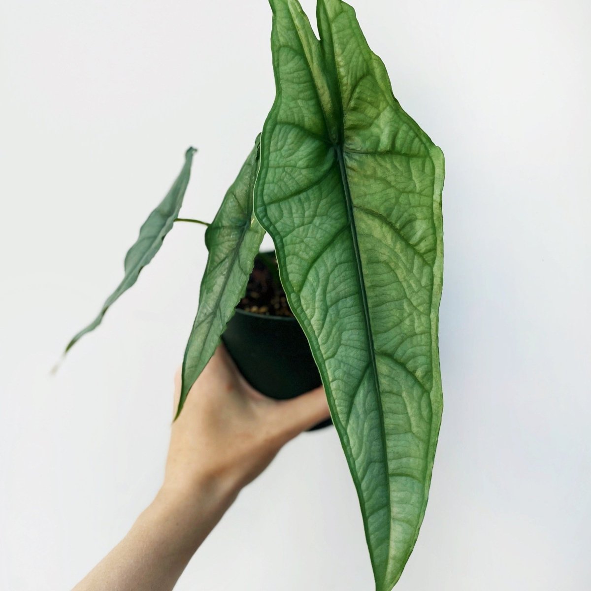  Dragon’s Breath Alocasia | Striking Silvery Foliage