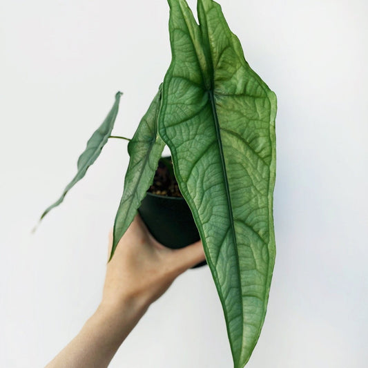  Dragon’s Breath Alocasia | Striking Silvery Foliage