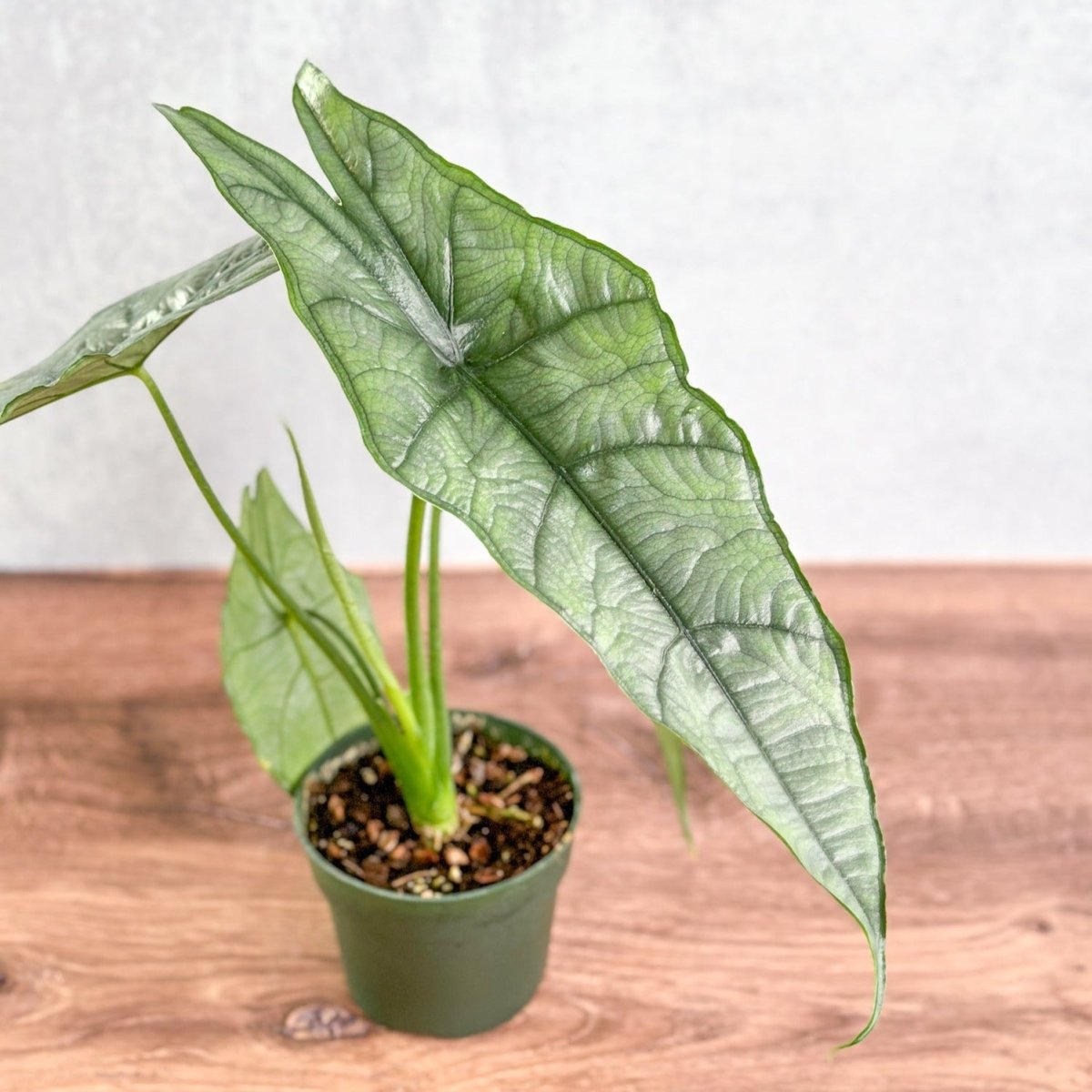  Dragon’s Breath Alocasia | Striking Silvery Foliage