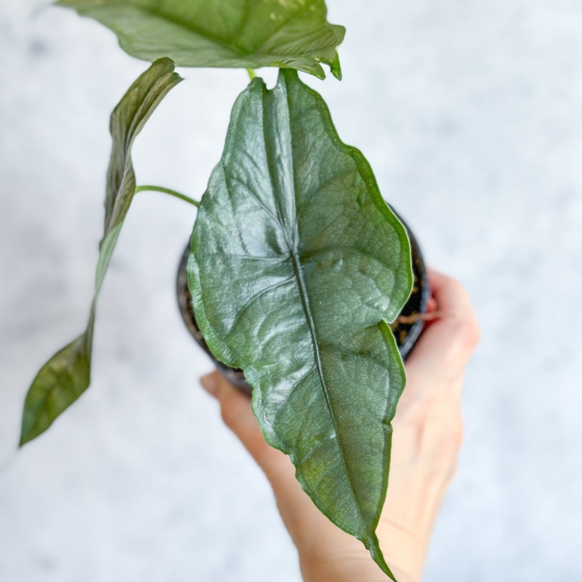  Dragon’s Breath Alocasia | Striking Silvery Foliage