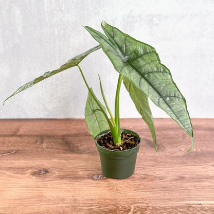  Dragon’s Breath Alocasia | Striking Silvery Foliage