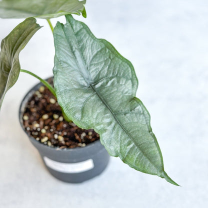  Dragon’s Breath Alocasia | Striking Silvery Foliage