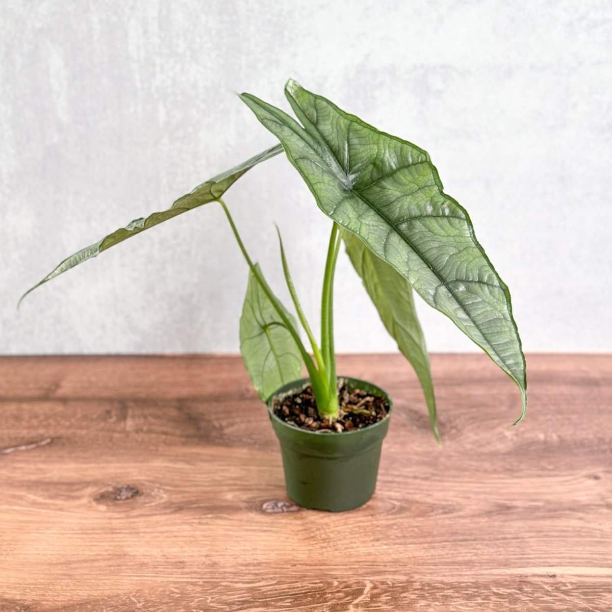  Dragon’s Breath Alocasia | Striking Silvery Foliage