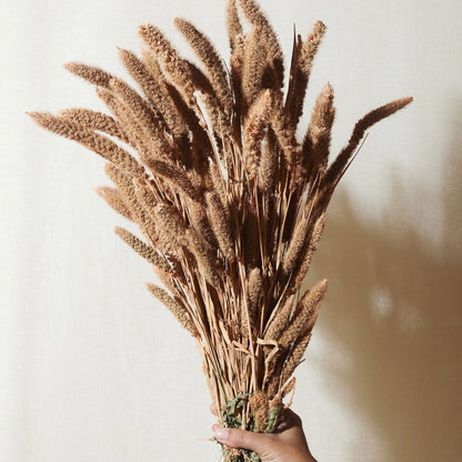  Dried Flower Bundle: Coral Setarea