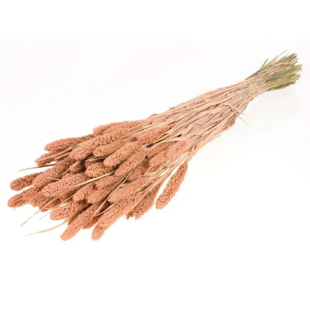  Dried Flower Bundle: Coral Setarea