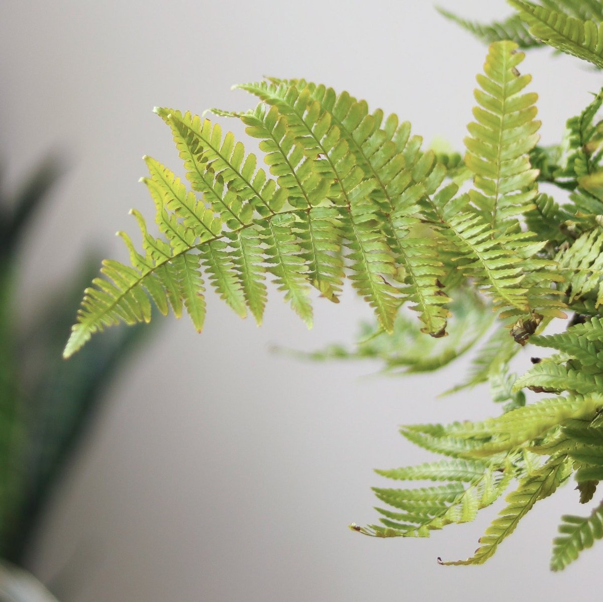  Dryopteris Erythrosora - Autumn Fern