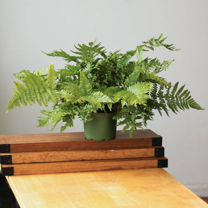  Dryopteris Erythrosora - Autumn Fern
