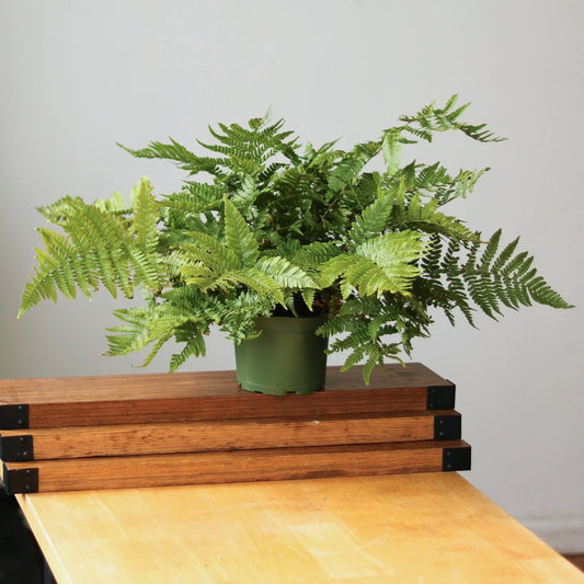  Dryopteris Erythrosora - Autumn Fern