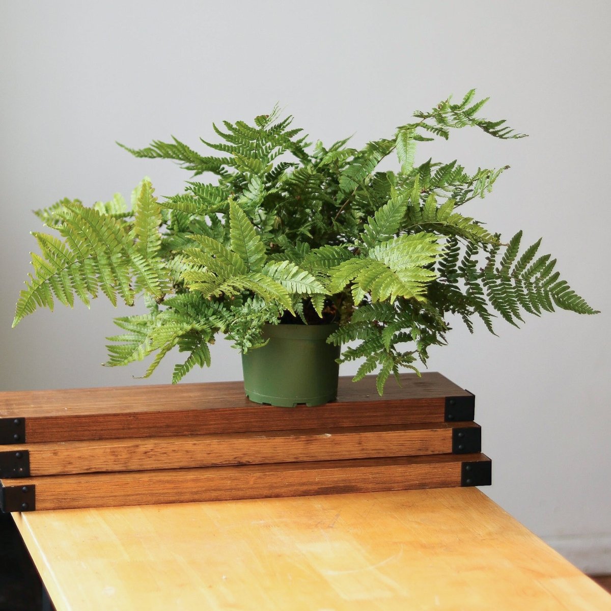  Dryopteris Erythrosora - Autumn Fern