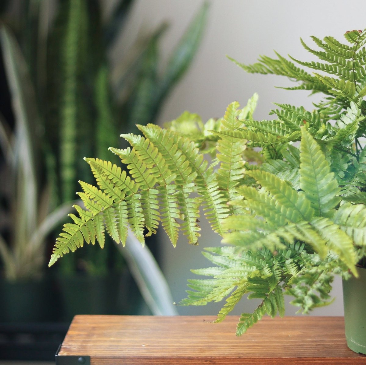  Dryopteris Erythrosora - Autumn Fern