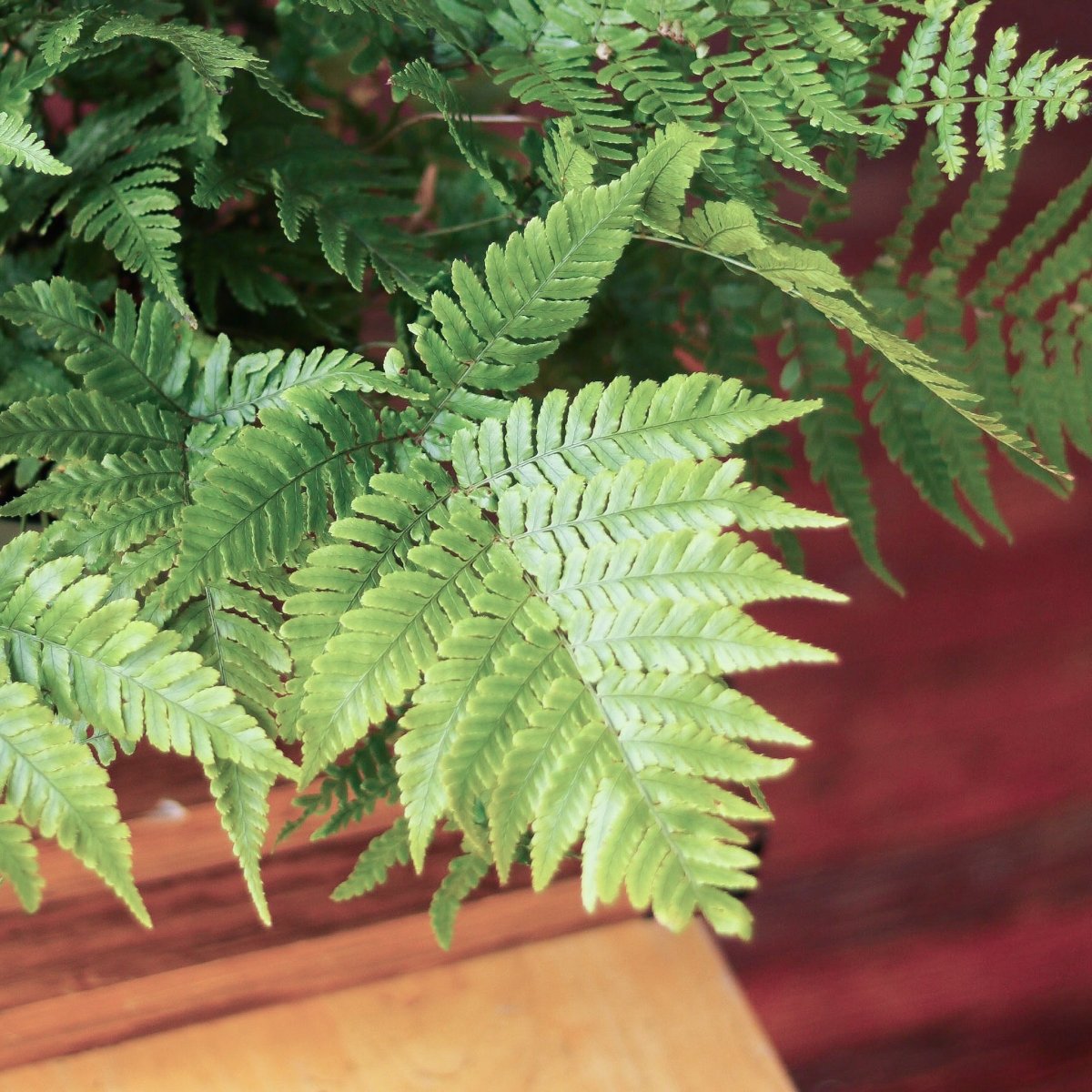  Dryopteris Erythrosora - Autumn Fern
