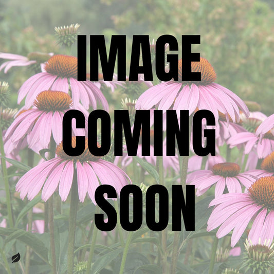  Echinacea Purpurea - Purple Coneflower