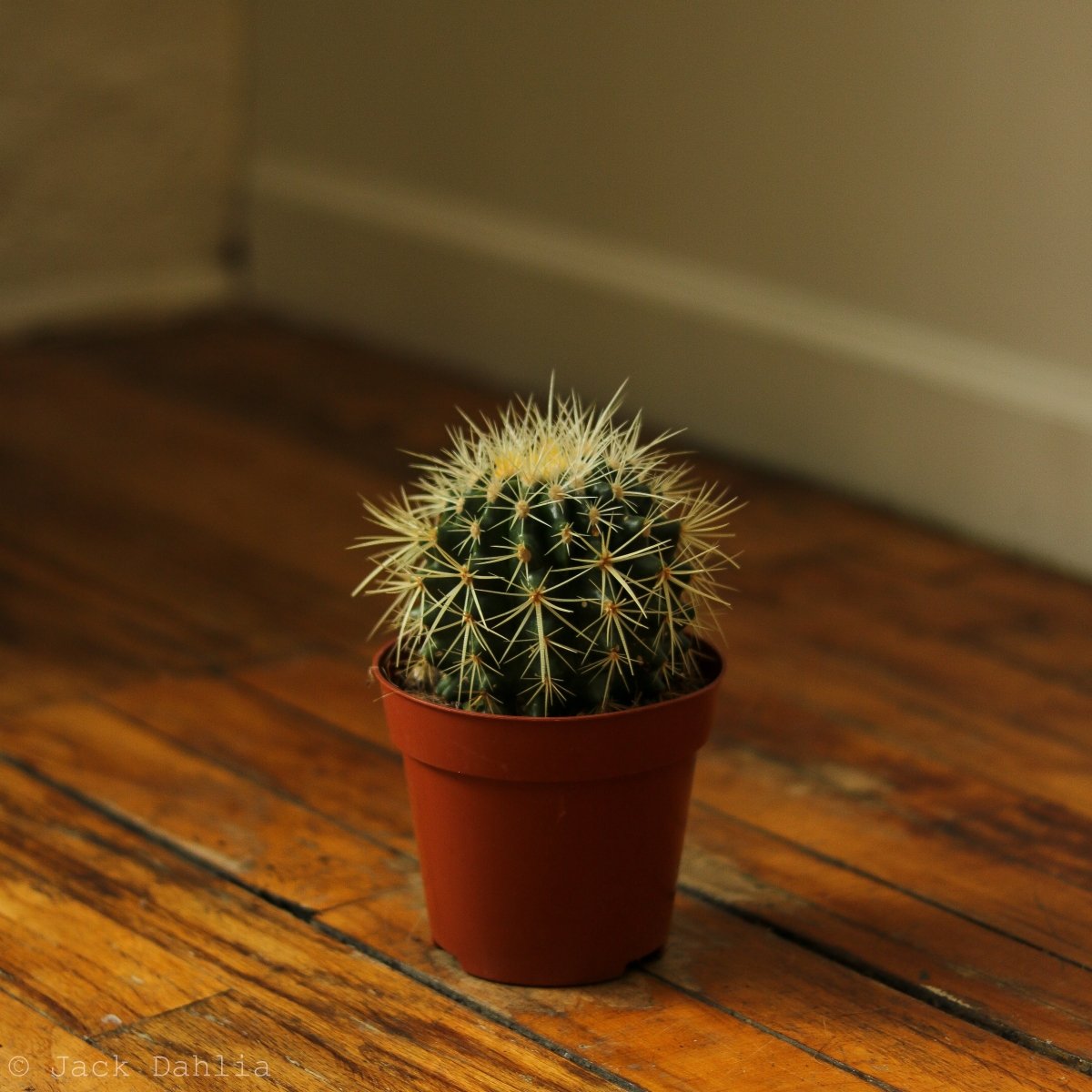  Echinocactus Grusonii ‘Golden Barrel Cactus’ - 4 Inch