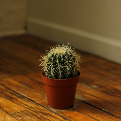  Echinocactus Grusonii ‘Golden Barrel Cactus’ - 4 Inch