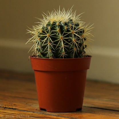  Echinocactus Grusonii ‘Golden Barrel Cactus’ - 4 Inch