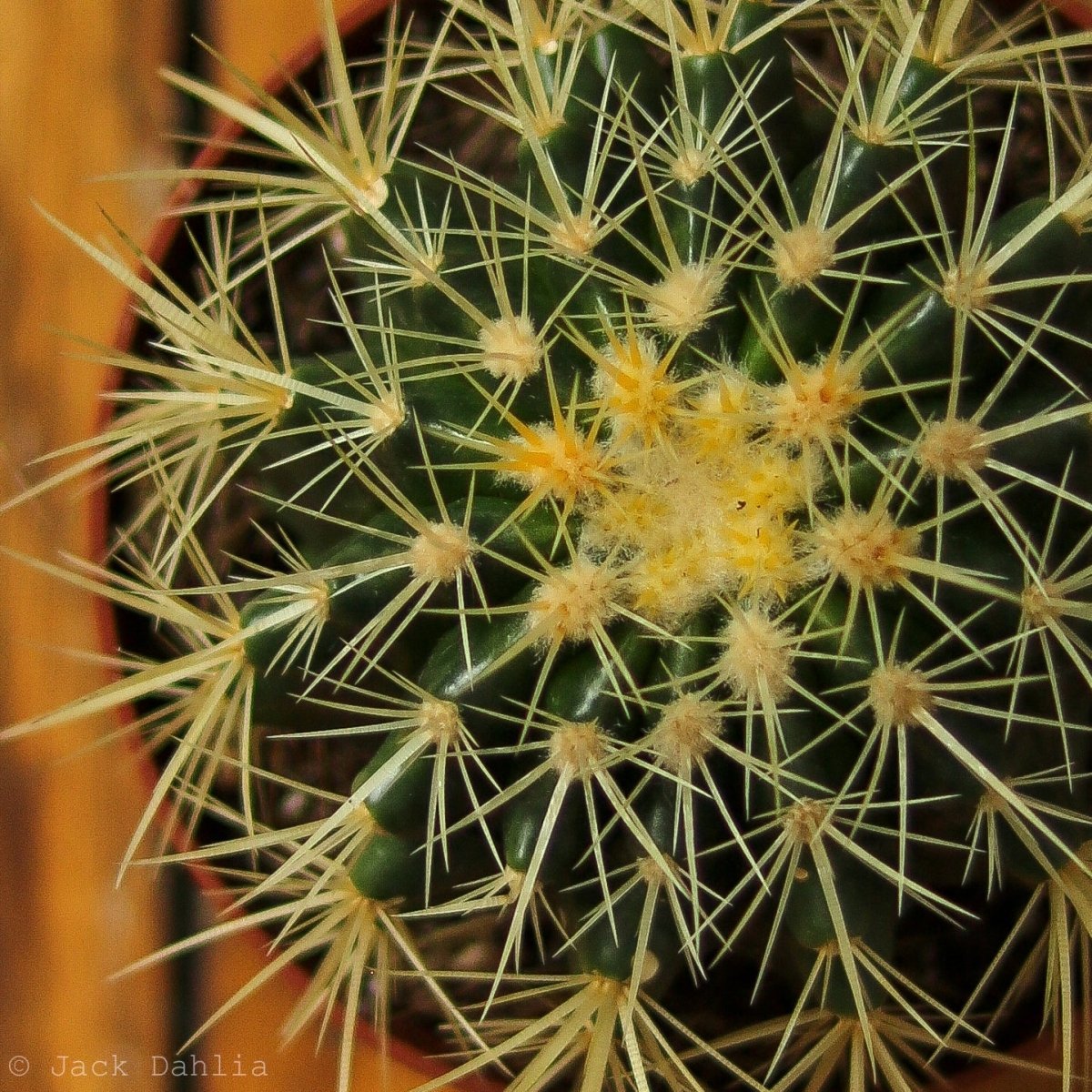  Echinocactus Grusonii ‘Golden Barrel Cactus’ - 4 Inch
