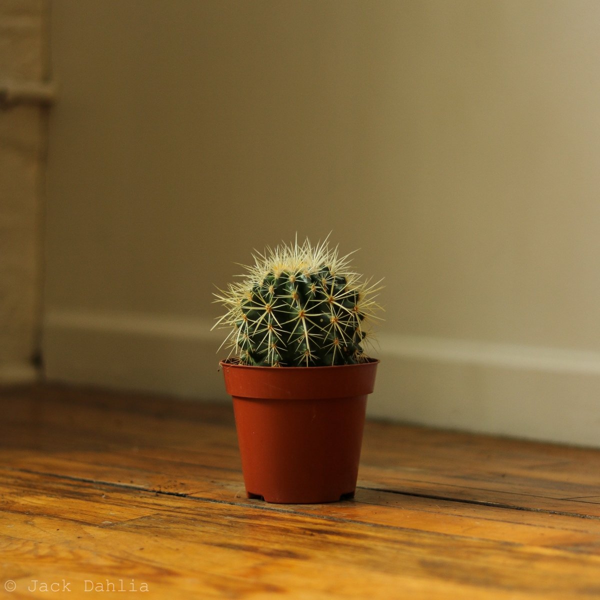  Echinocactus Grusonii ‘Golden Barrel Cactus’ - 4 Inch